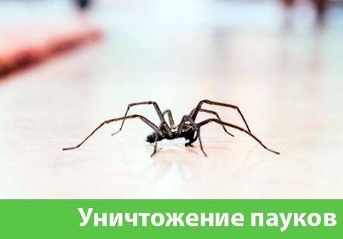 Избавиться от пауков в городе Ялта