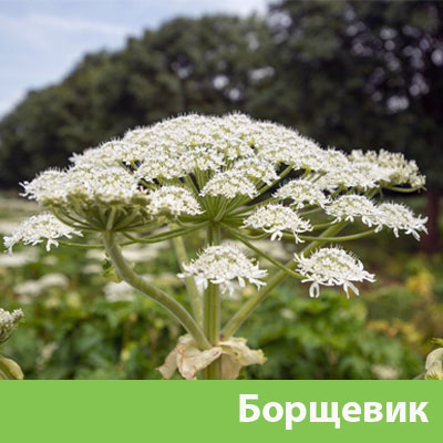 Борщевик в Ялте