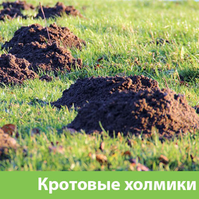 Кроты на участке в Ялте