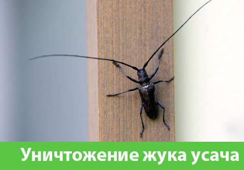 Обработка от жука усача в городе Ялта