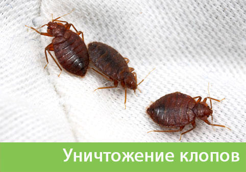 Уничтожение клопов в городе Ялта