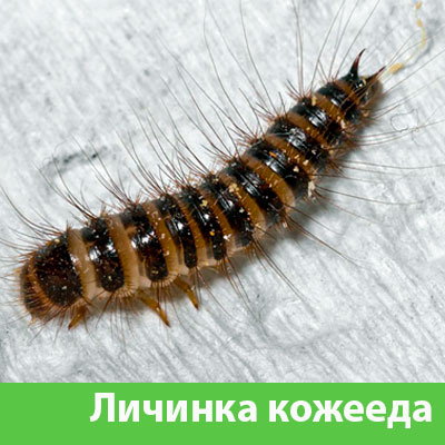 Личинка Кожееда в Ялте