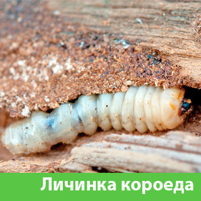 Уничтожение личинок короеда в Ялте