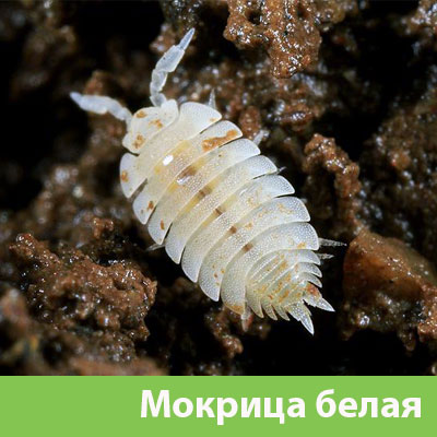 Мокрица в Ялте фото