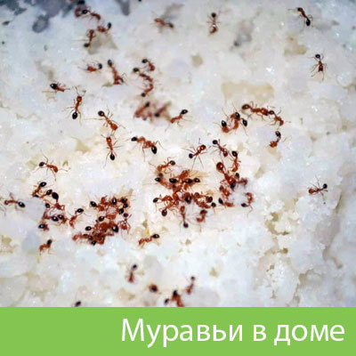 Муравьи в доме в Ялте