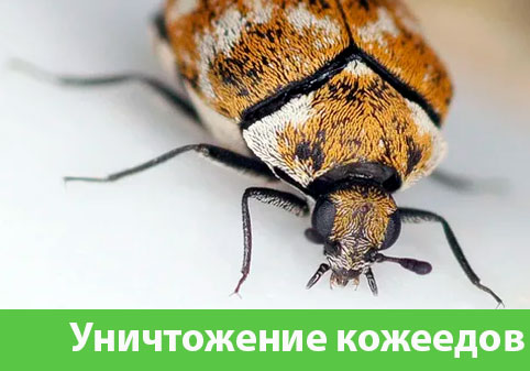 Обработка от кожееда в городе Ялта 