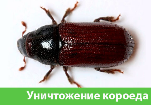 Обработка от древоточца в городе Ялта