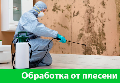 Обработка от плесени в городе Ялта
