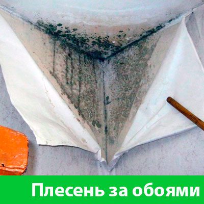 Удаление плесени в Ялте