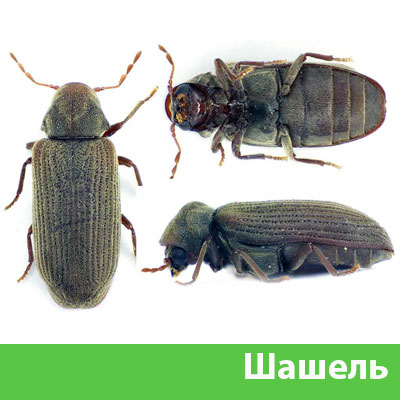 Обработка от шашеля в городе Ялта