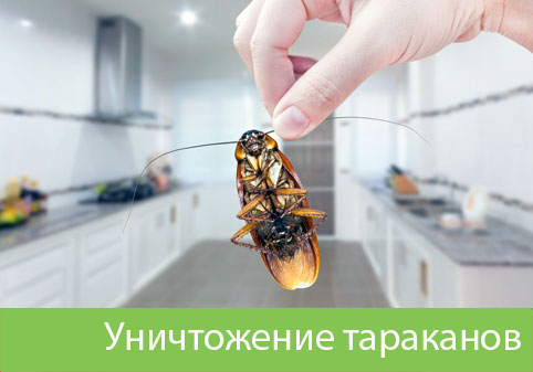 Уничтожение тараканов в городе Ялта