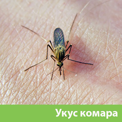 Укусы комаров в Ялте