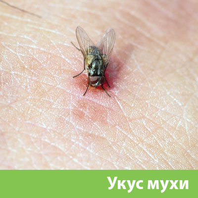 Уничтожение мух в Ялте