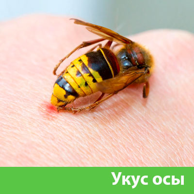Профессиональное уничтожение ос и шершней в Ялте
