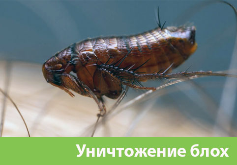 Уничтожение блох в городе Ялта