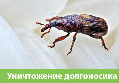 Уничтожение долгоносиков в городе Ялта