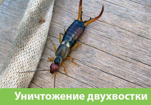 Уничтожение двухвостки в городе Ялта