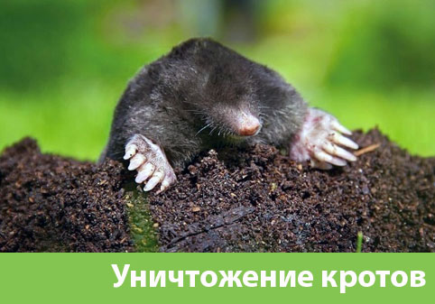 Уничтожение кротов в городе Ялта