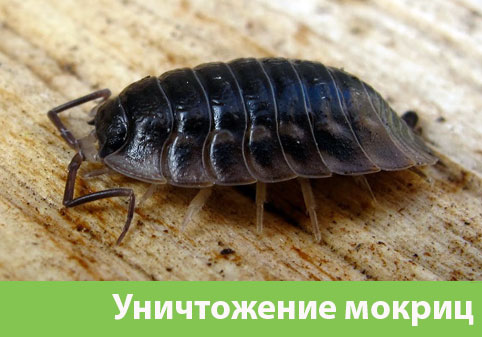 Мокрицы в квартире в городе Ялта