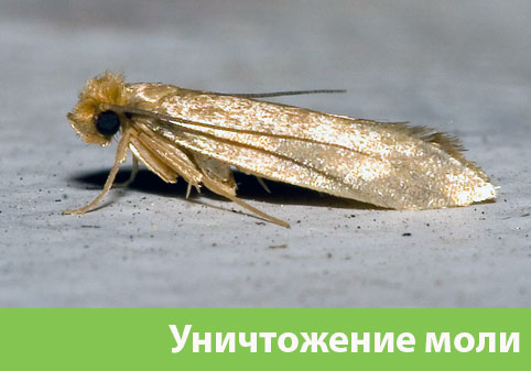 Уничтожение моли в городе Ялта 