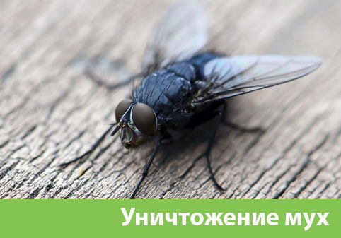 Уничтожение мух в городе Ялта