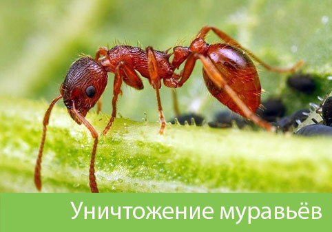 Уничтожение муравьёв в городе Ялта