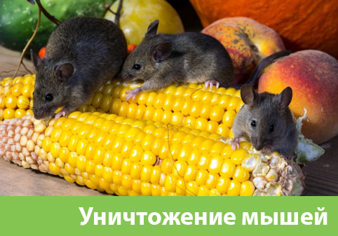 Уничтожение мышей в Ялте