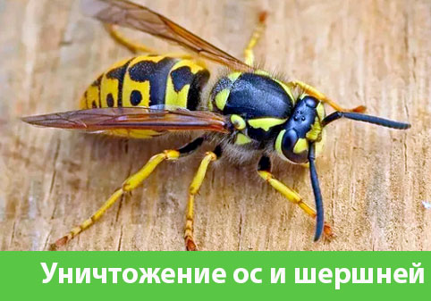 Уничтожение ос и шершней в городе Ялта