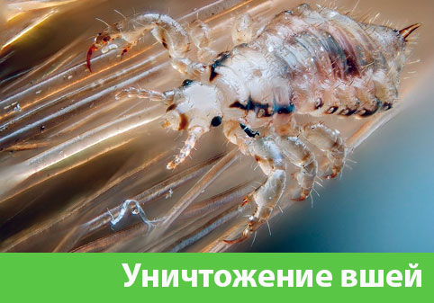 Уничтожение вшей в городе Ялта